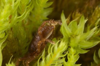 Media type: image;   Invertebrate Zoology 29554